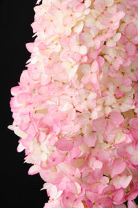 Obraz Hydrangea